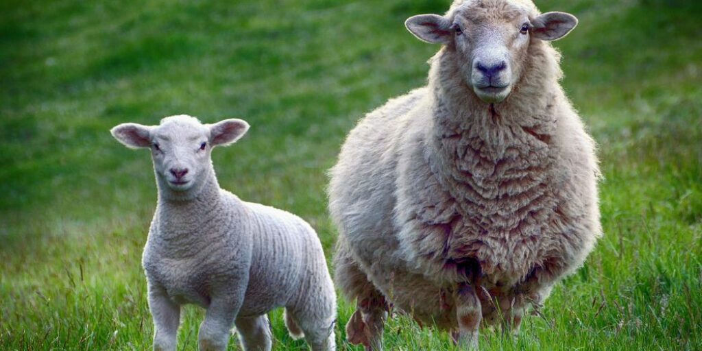 beste-wollen-dekbed-soorten-wol